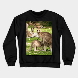 Mother Eastern Grey Kangaroo feeding Joey Crewneck Sweatshirt